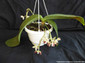 Photo : Phalaenopsis doweryensis