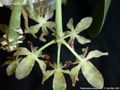 Photo : Phalaenopsis doweryensis