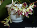 Photo : Phalaenopsis doweryensis