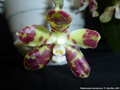 Photo : Phalaenopsis doweryensis