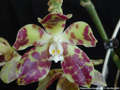 Photo : Phalaenopsis doweryensis