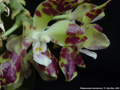 Photo : Phalaenopsis doweryensis