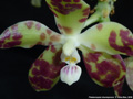 Photo : Phalaenopsis doweryensis