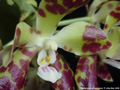 Photo : Phalaenopsis doweryensis