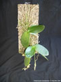 Photo : Phalaenopsis doweryensis
