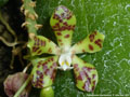 Photo : Phalaenopsis doweryensis