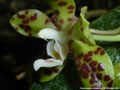 Photo : Phalaenopsis doweryensis