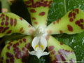 Photo : Phalaenopsis doweryensis