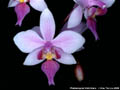 Photo : Phalaenopsis Veitchiana