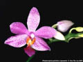 Photo : Phalaenopsis Memoria Hans-Werner Pelz