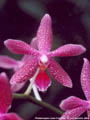 Photo : Phalaenopsis Jean-François