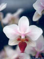 Photo : Phalaenopsis Cassandra