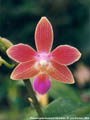 Photo : Phalaenopsis Kuntrarti Rarashati