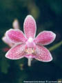 Photo : Phalaenopsis Linda Grainger