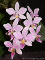 Photo : Phalaenopsis Veitchiana