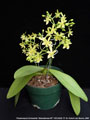 Photo : Phalaenopsis Cornustris