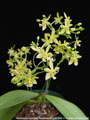 Photo : Phalaenopsis Cornustris