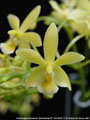 Photo : Phalaenopsis Cornustris