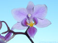 Photo : Phalaenopsis Veitchiana