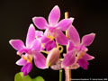 Photo : Phalaenopsis Equalacea