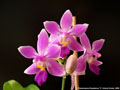 Photo : Phalaenopsis Equalacea