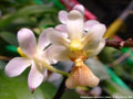 Photo : Phalaenopsis Equichi