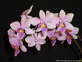 Photo : Phalaenopsis Veitchiana