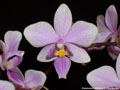 Photo : Phalaenopsis Veitchiana