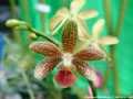Photo : Phalaenopsis Ellen Hanoppo