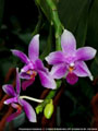 Photo : Phalaenopsis Equalacea