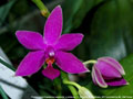 Photo : Phalaenopsis Equalacea