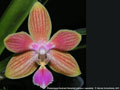 Photo : Phalaenopsis Kuntrarti Rarashati
