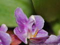 Photo : Phalaenopsis Tassanee Jongdamkerng