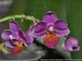 Photo : Phalaenopsis Tassanee Jongdamkerng