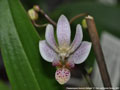 Photo : Phalaenopsis Donna's Delight