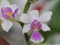 Photo : Phalaenopsis New Horizon (1972)