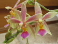 Photo : Phalaenopsis Cornustris