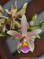 Photo : Phalaenopsis Cornustris