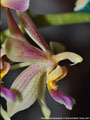 Photo : Phalaenopsis Cornustris