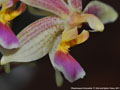 Photo : Phalaenopsis Cornustris