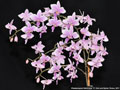 Photo : Phalaenopsis Veitchiana
