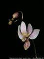 Photo : Phalaenopsis Donna's Delight