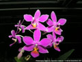 Photo : Phalaenopsis Equalacea