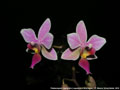 Photo : Phalaenopsis Cassandra