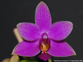 Photo : Phalaenopsis Equalacea