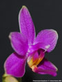 Photo : Phalaenopsis Equalacea