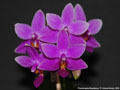 Photo : Phalaenopsis Equalacea