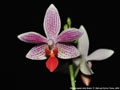 Photo : Phalaenopsis Little Sister