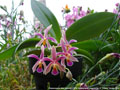 Photo : Phalaenopsis New Horizon (1972)