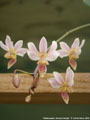 Photo : Phalaenopsis Donna's Delight